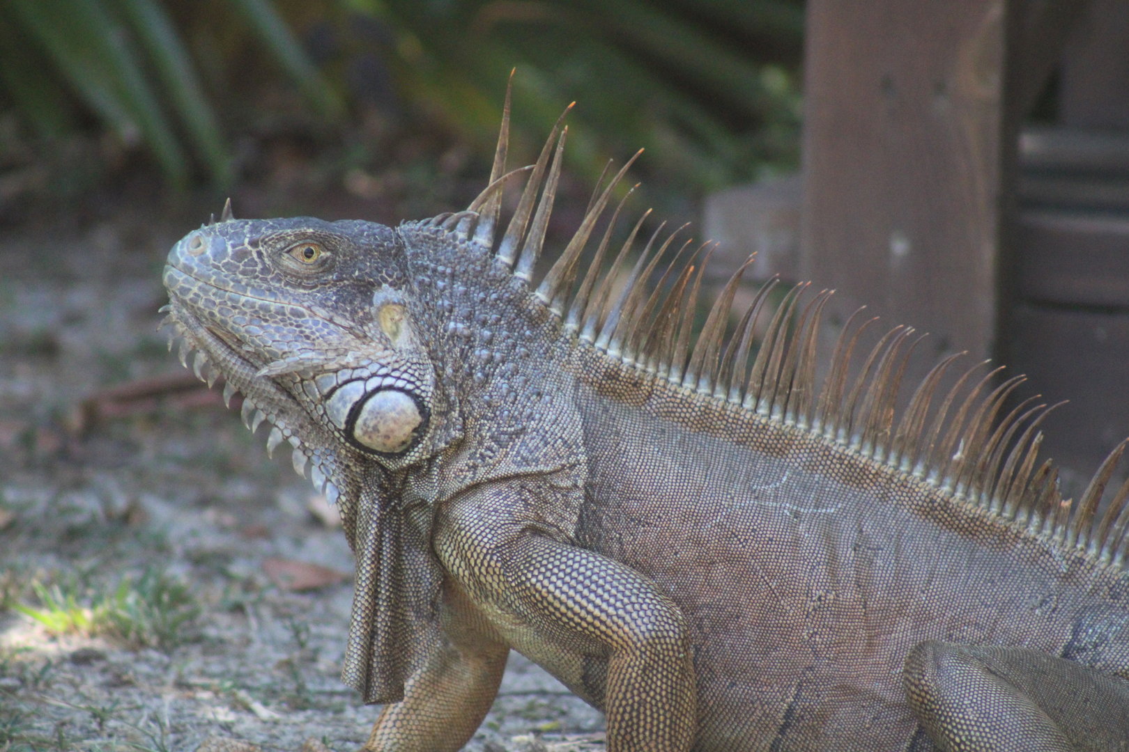 Green Iguana