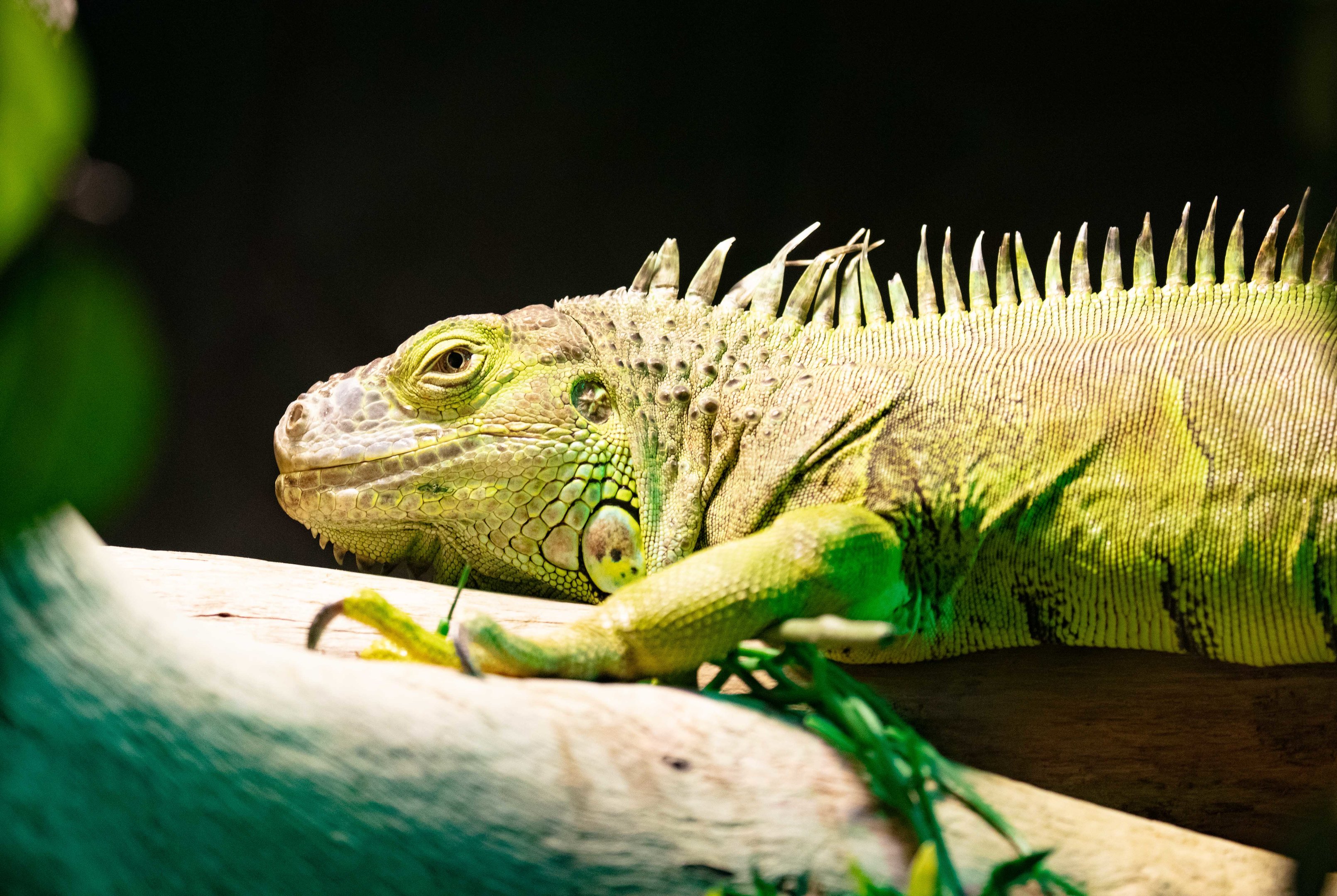 Green Iguana