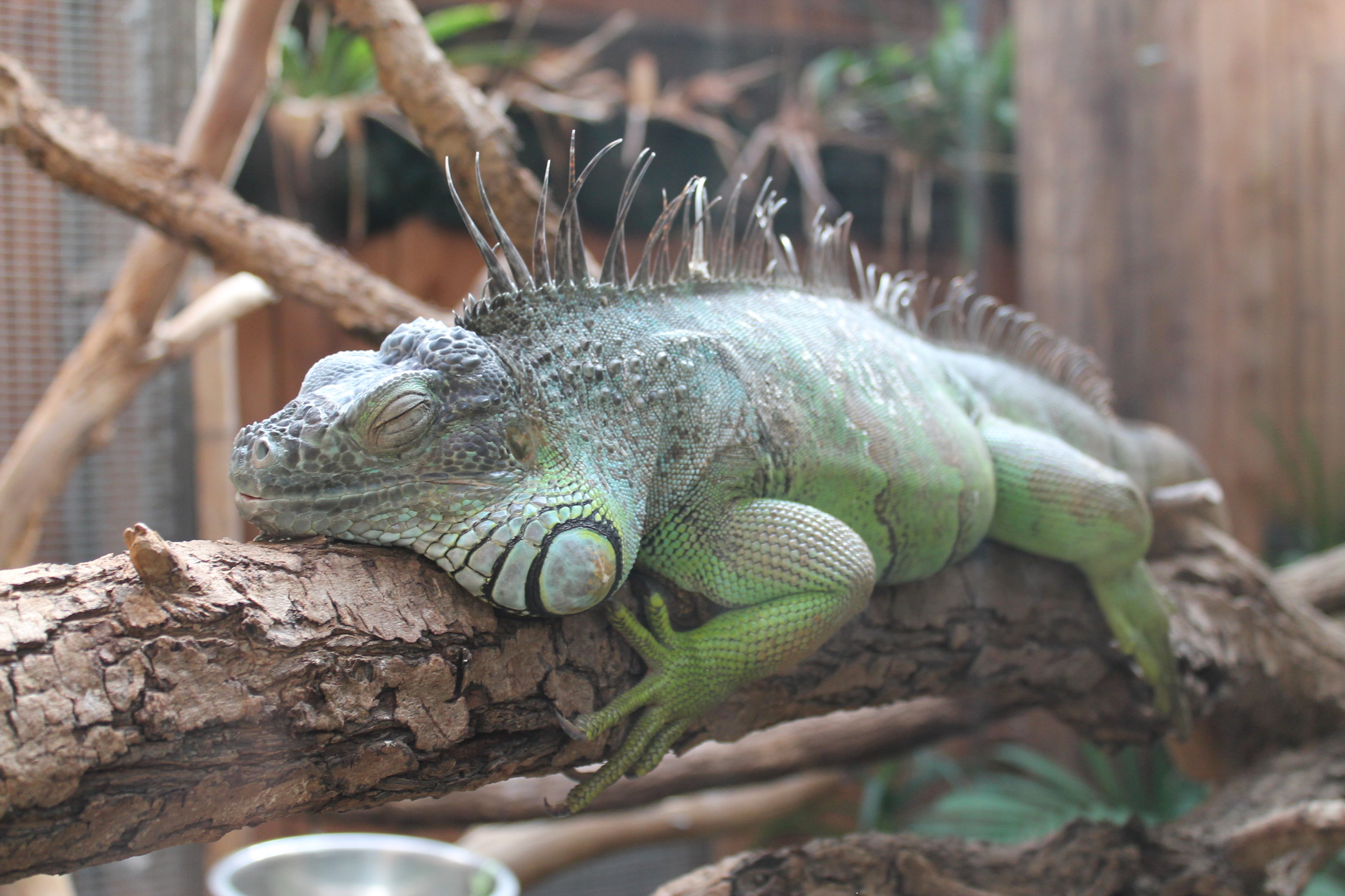 Green Iguana