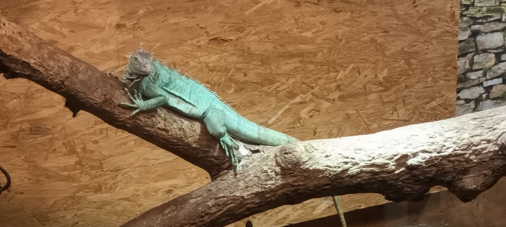 Green Iguana