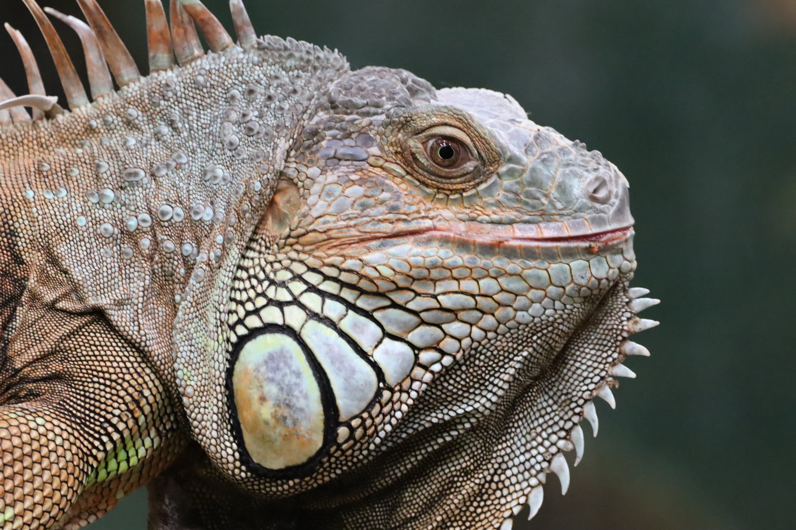 Green Iguana