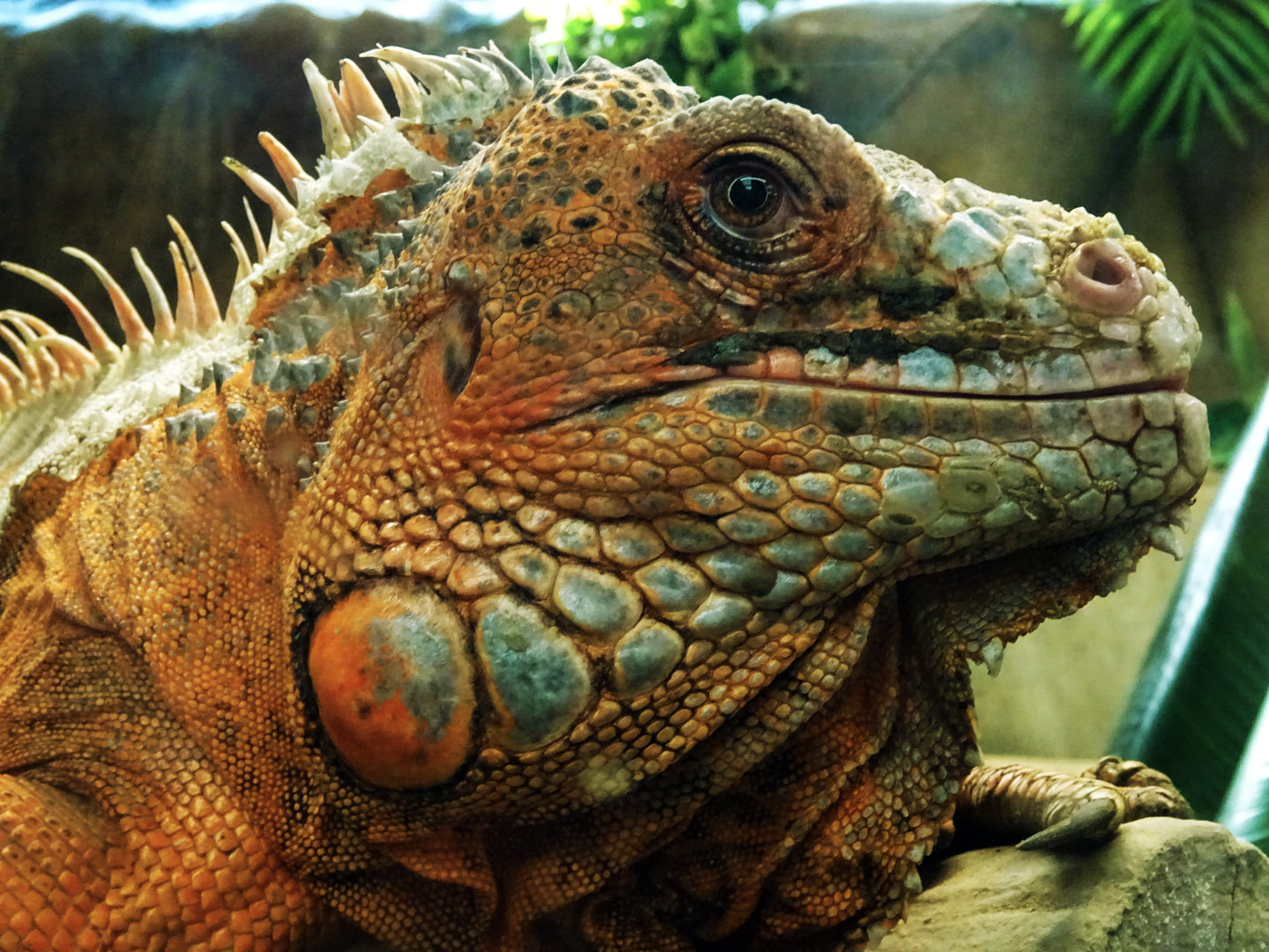 Green Iguana