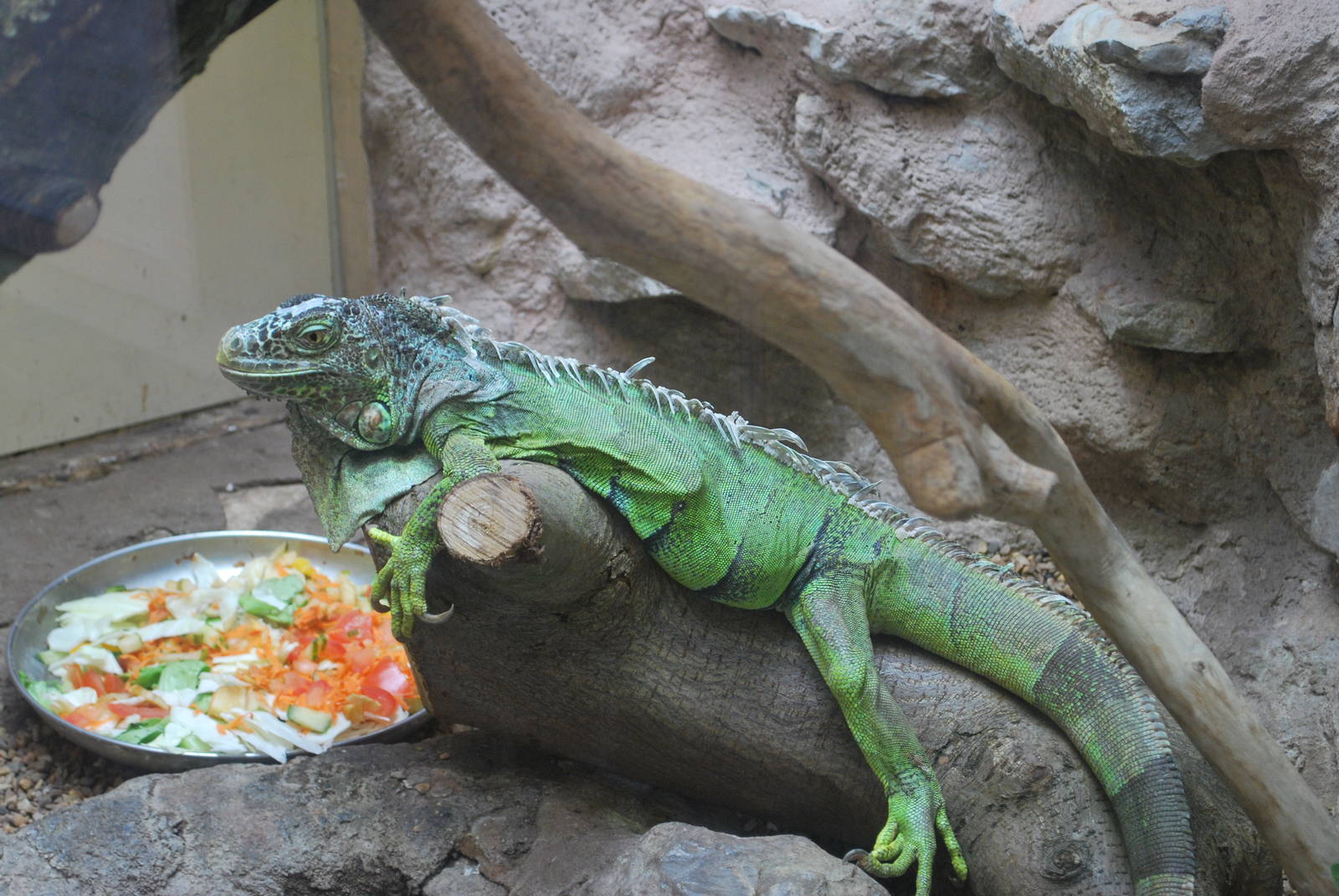 Green Iguana