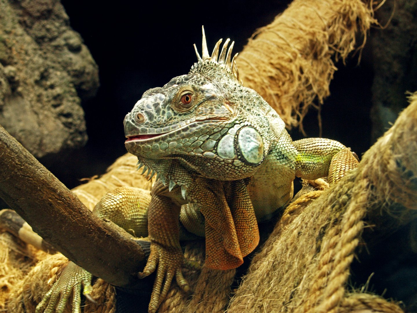 Green iguana