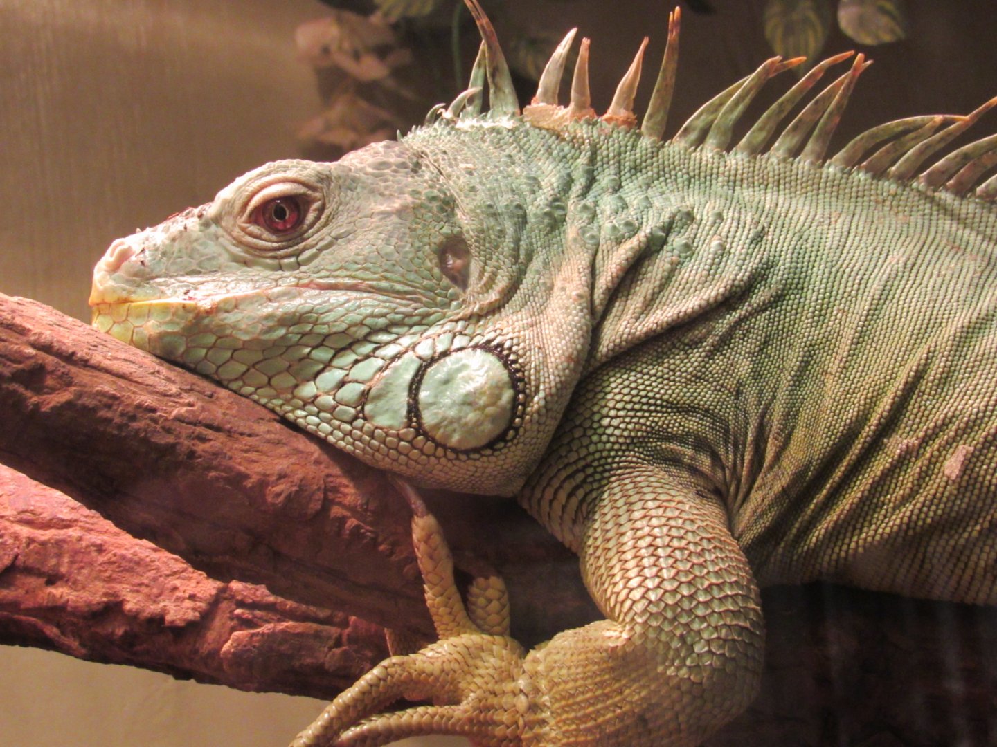 Green Iguana