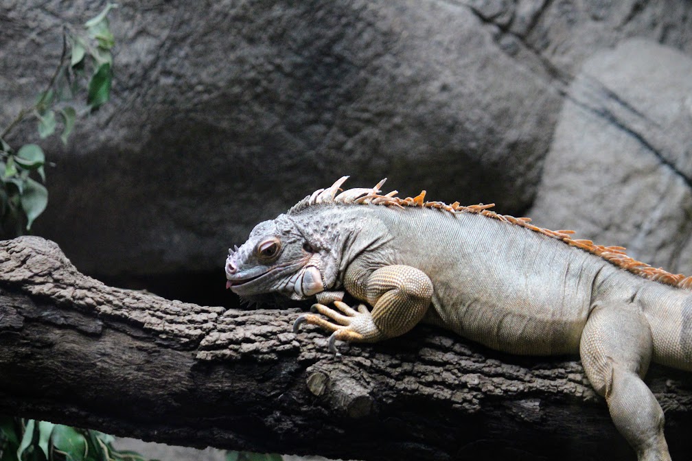 Green Iguana