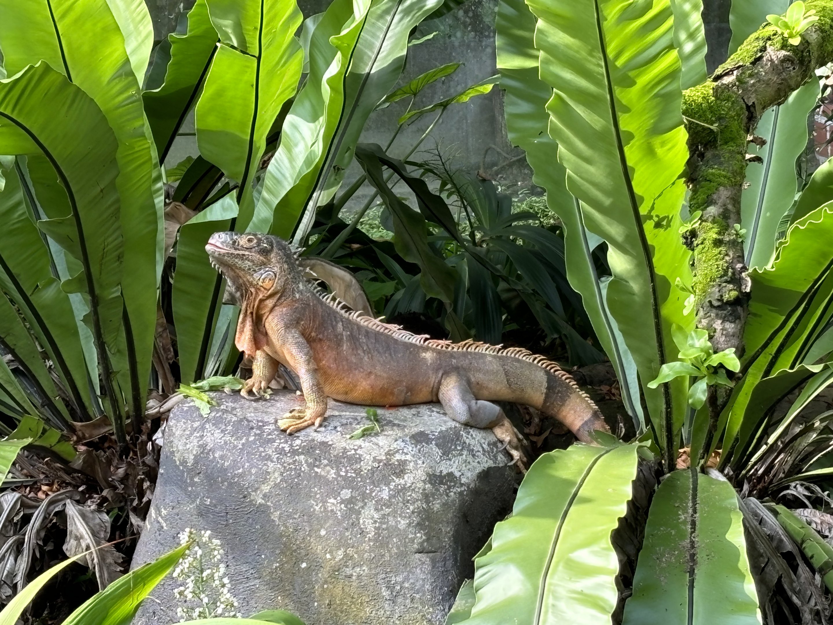 Green Iguana