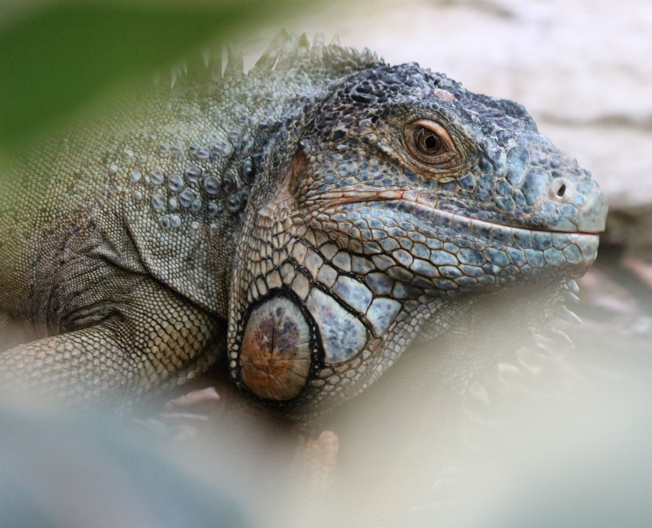Green Iguana