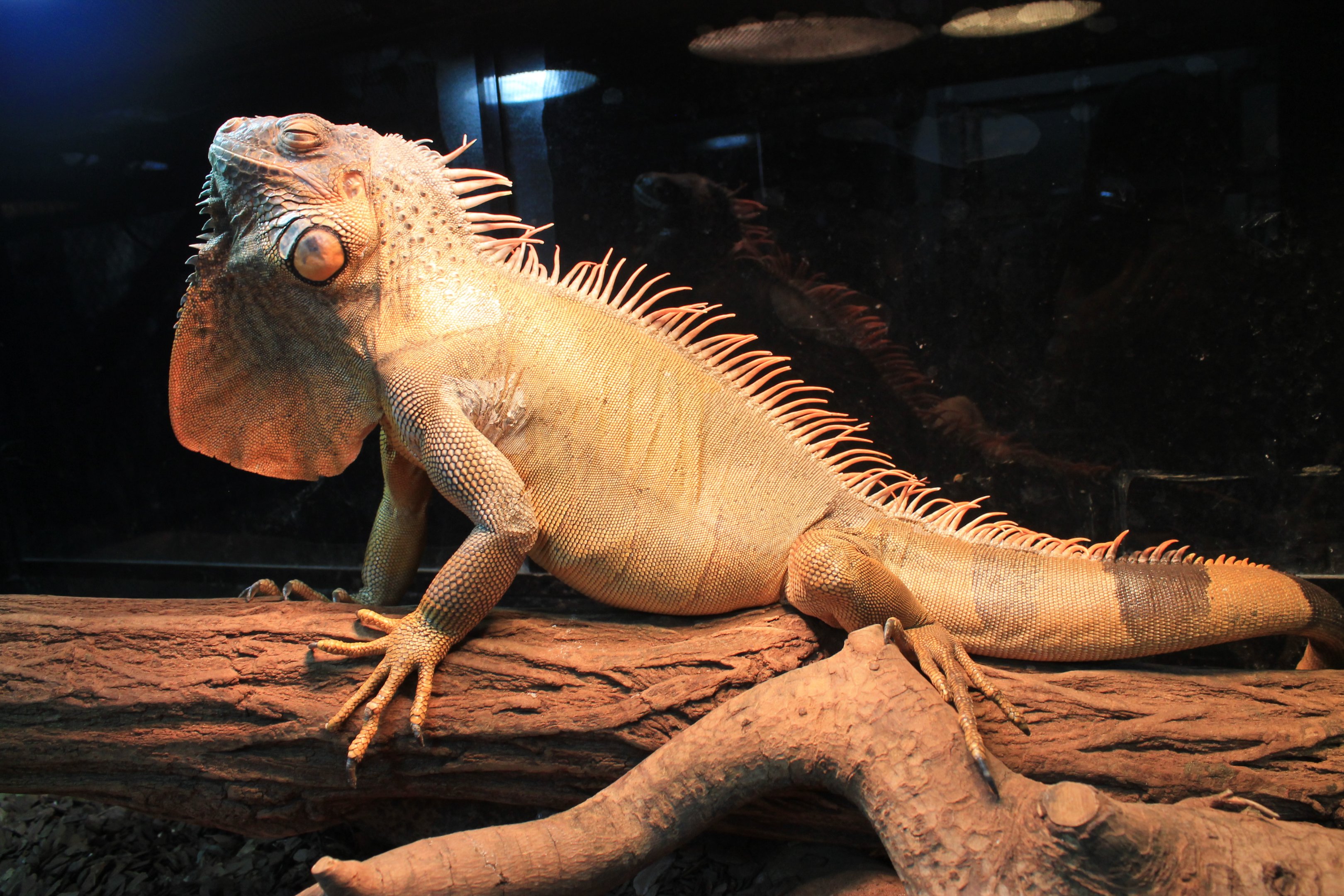 Green Iguana