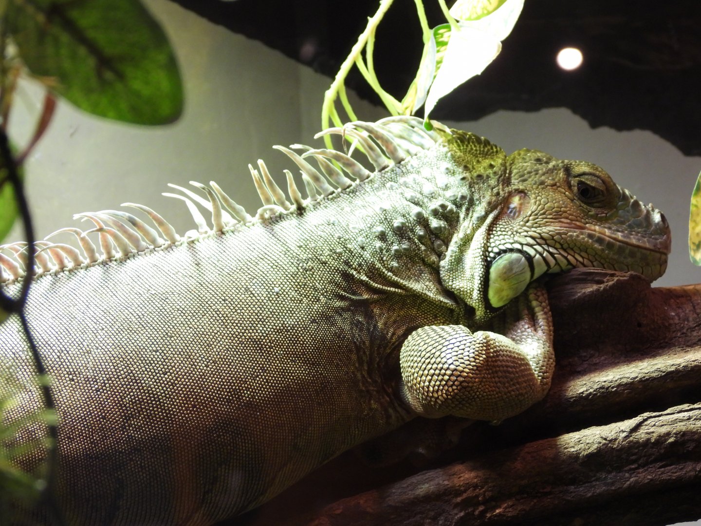 Green iguana