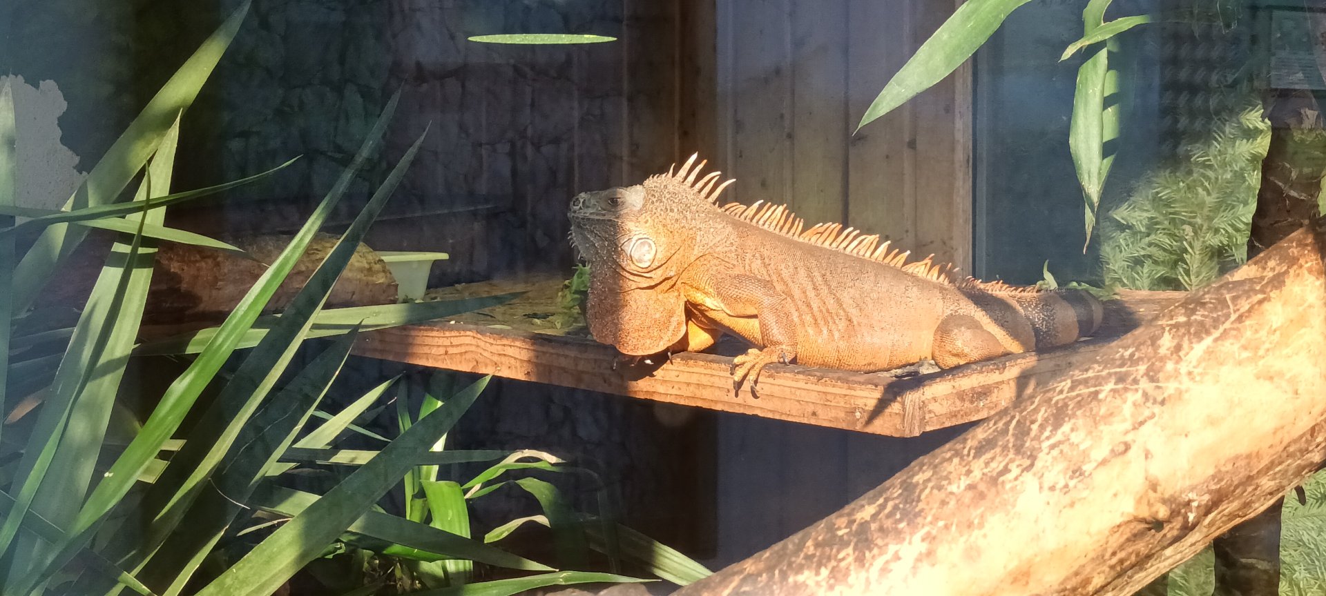 Green Iguana