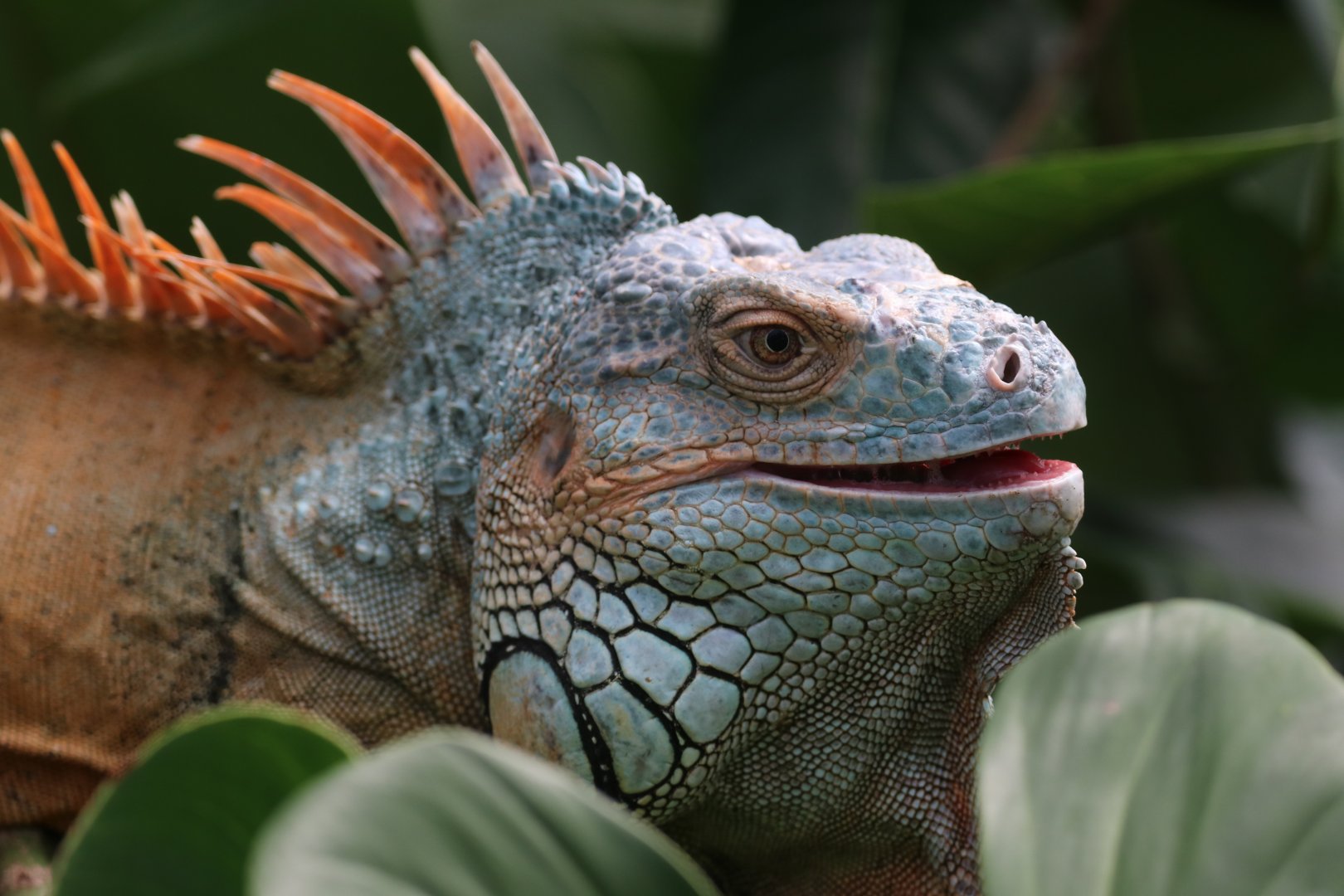 Green iguana
