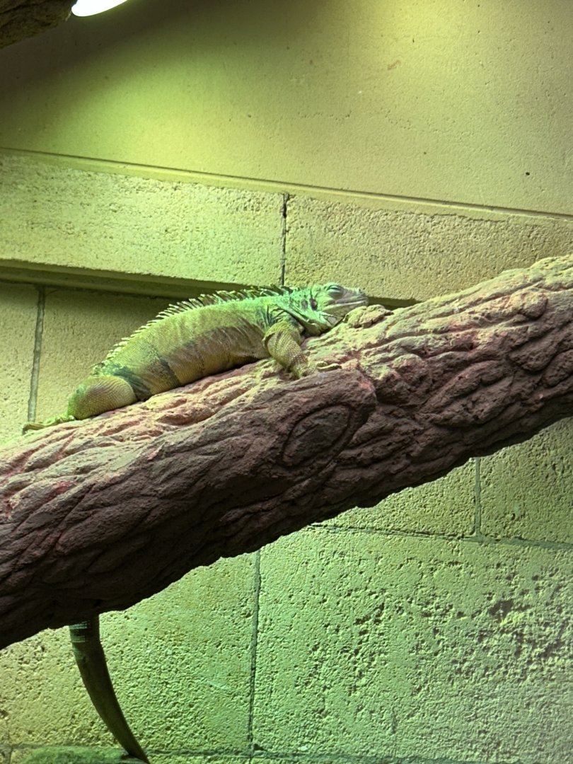 Green iguana
