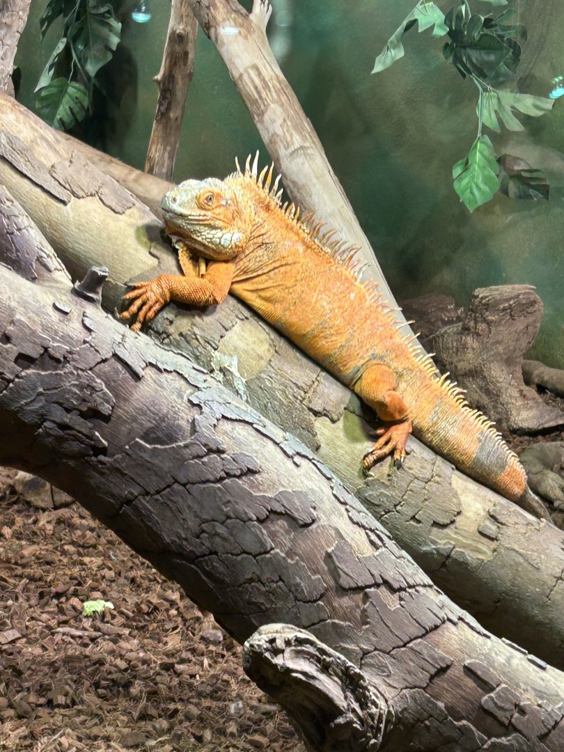 Green iguana