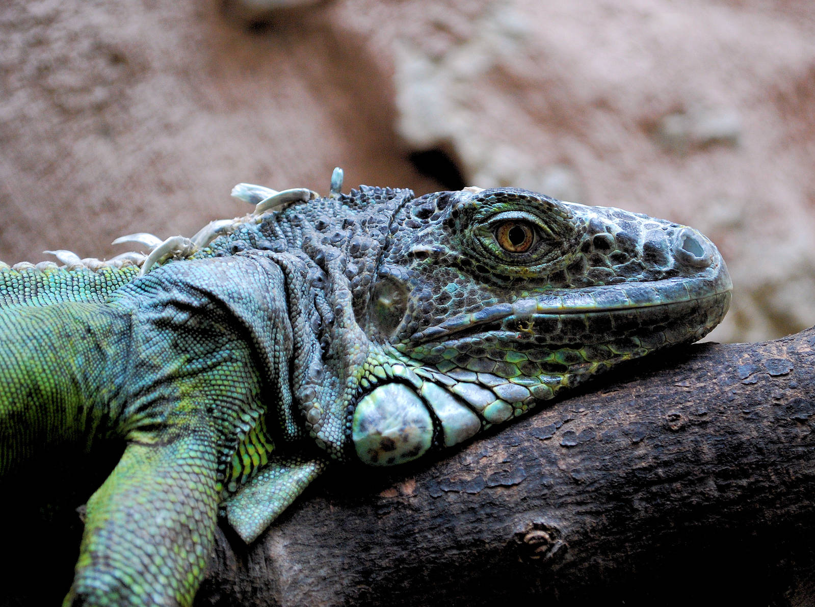 Green Iguana
