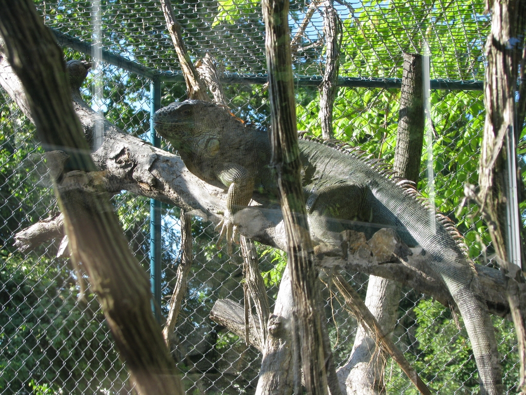 Green Iguana1