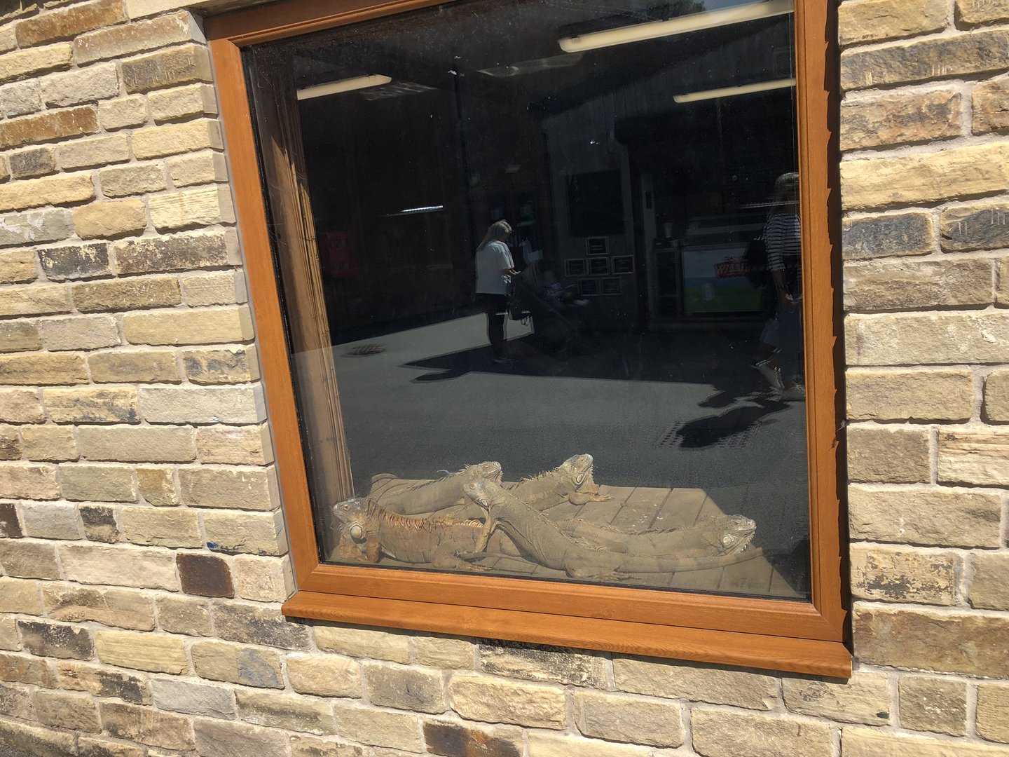 Green Iguanas at Cannon Hall Farm (September 2023)