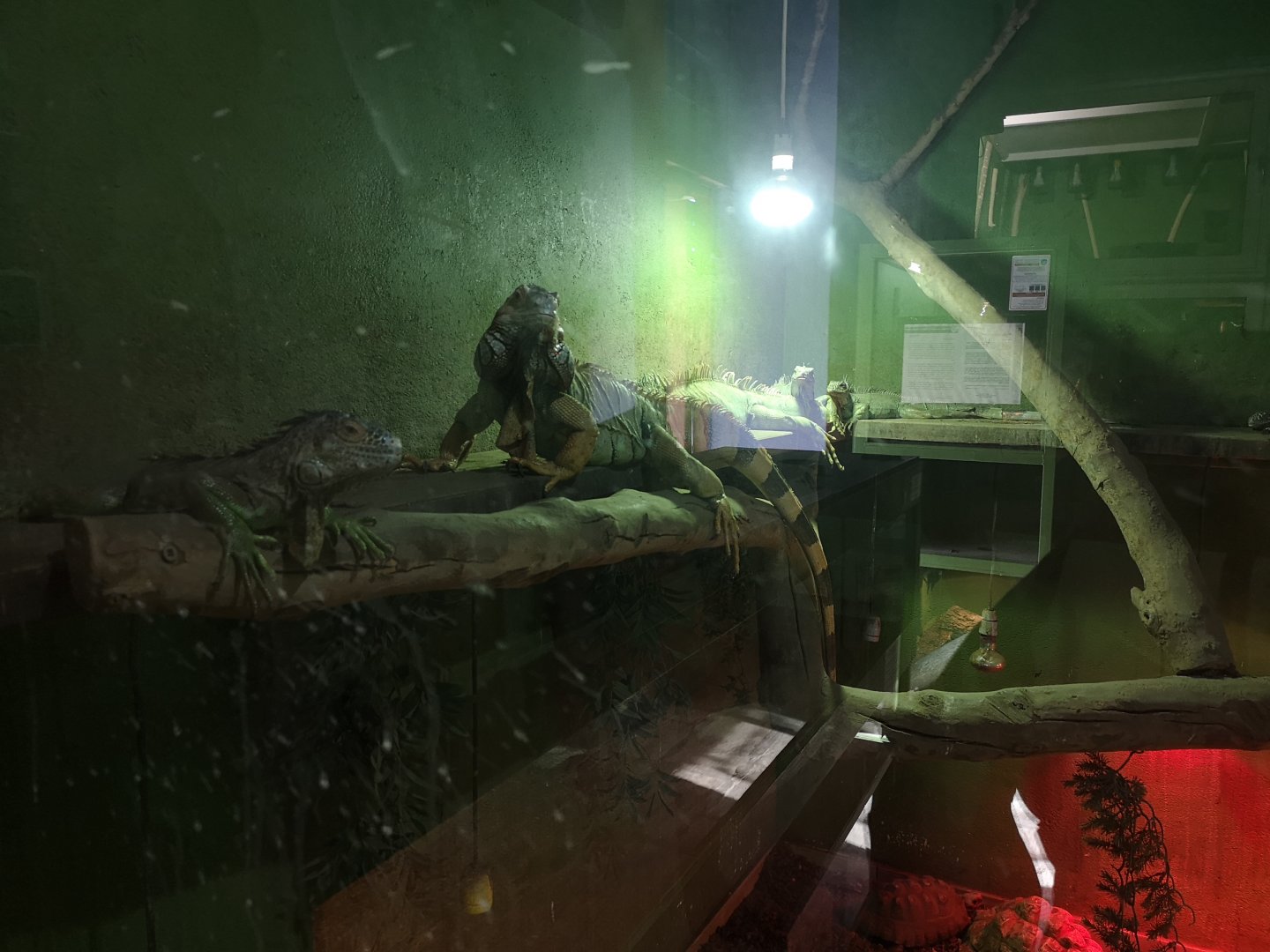 Green iguanas at edessa reptile park