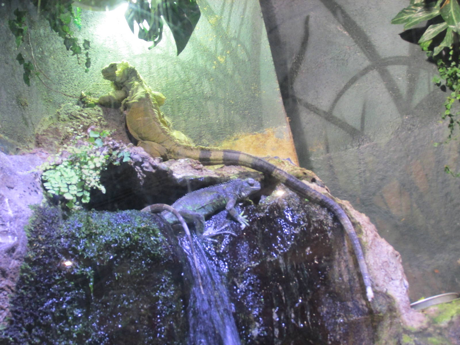 green iguanas barcelona aquarium