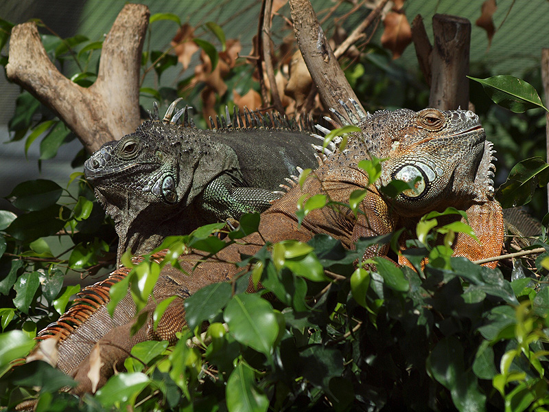 Green iguanas - Butterfly Park