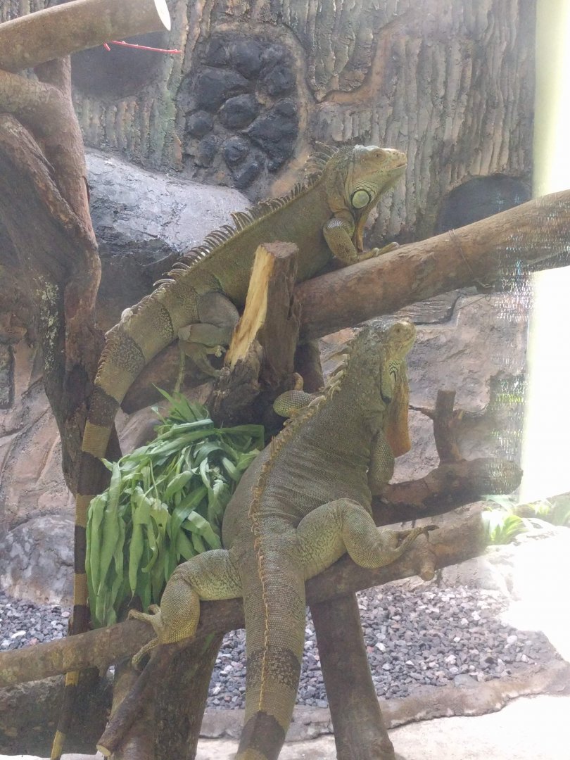 Green Iguanas (Iguana iguana) - Taru Jurug Zoo