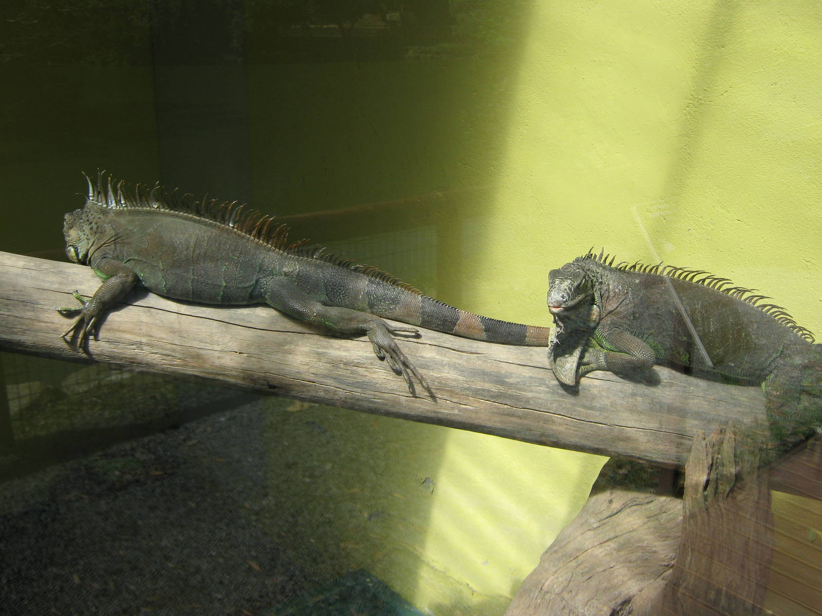 green iguanas (Iguana iguana)