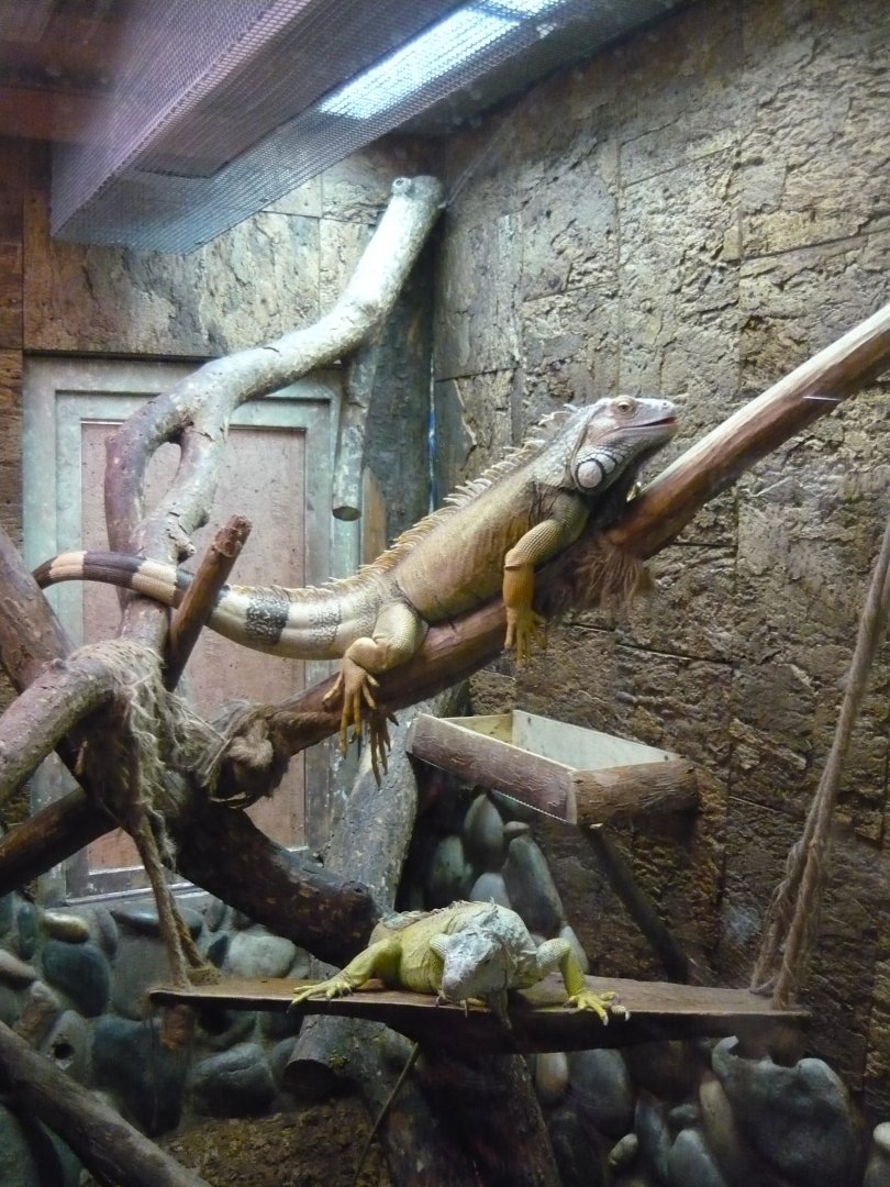 Green iguanas (Iguana iguana)