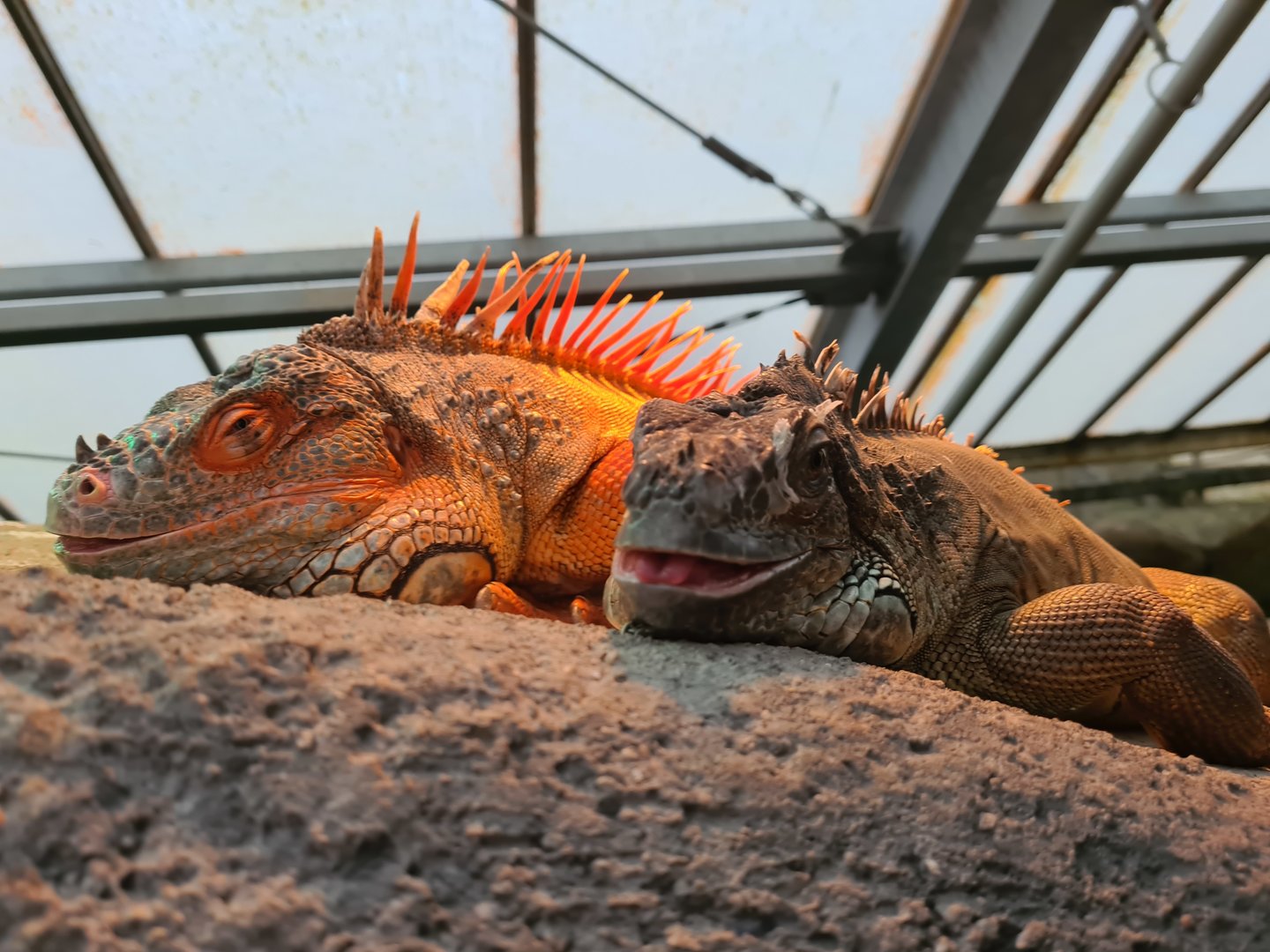 Green iguanas in Butterfly valley