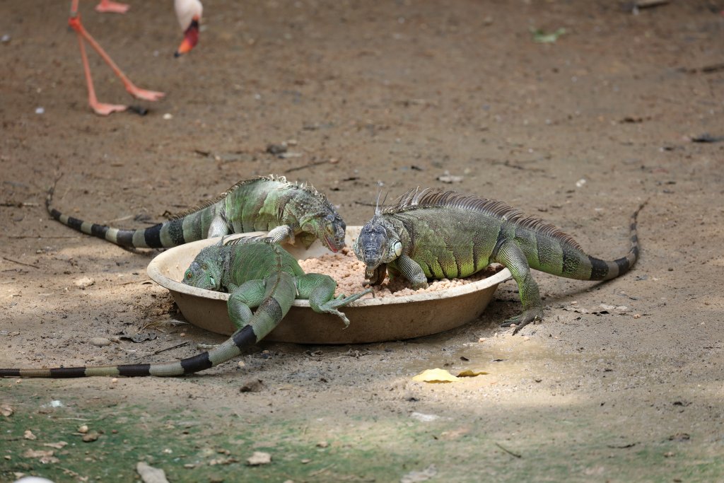 Green Iguanas in the flamingo enclosure