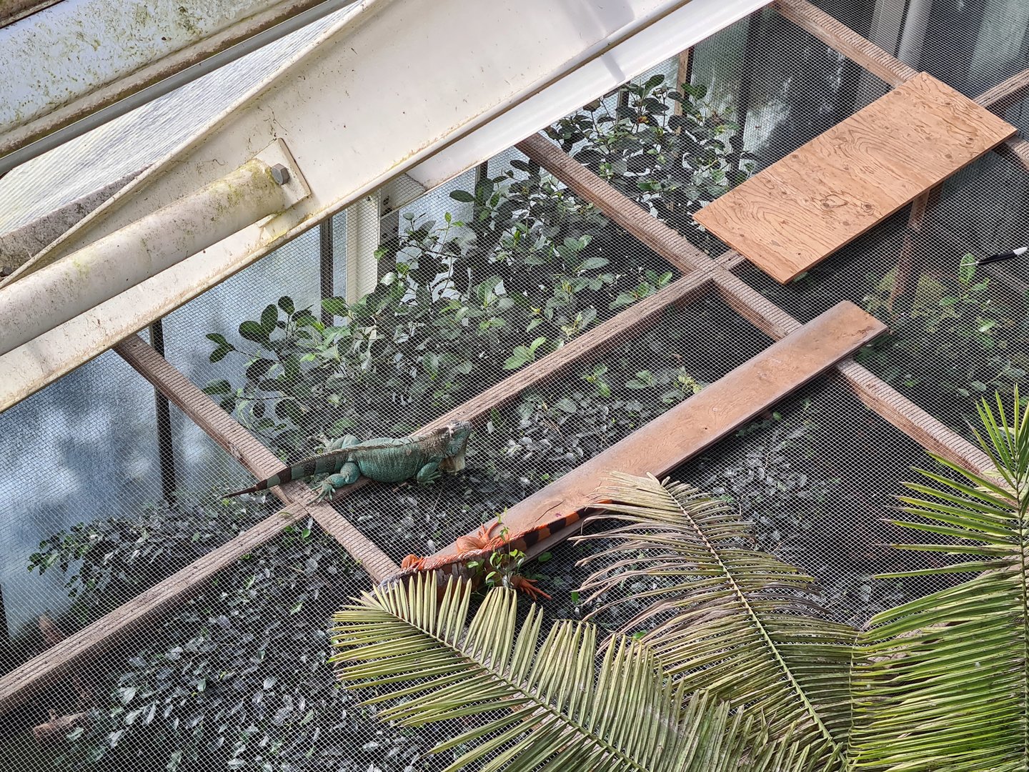 Green iguanas on top op toucan enclosure (as seen from bridge)