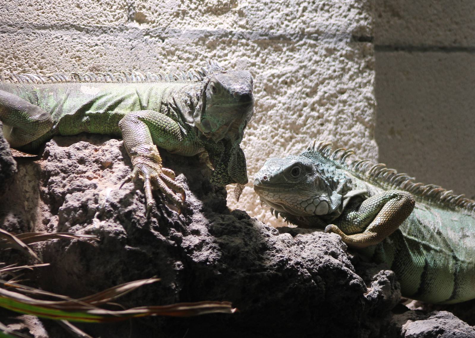 Green iguanas