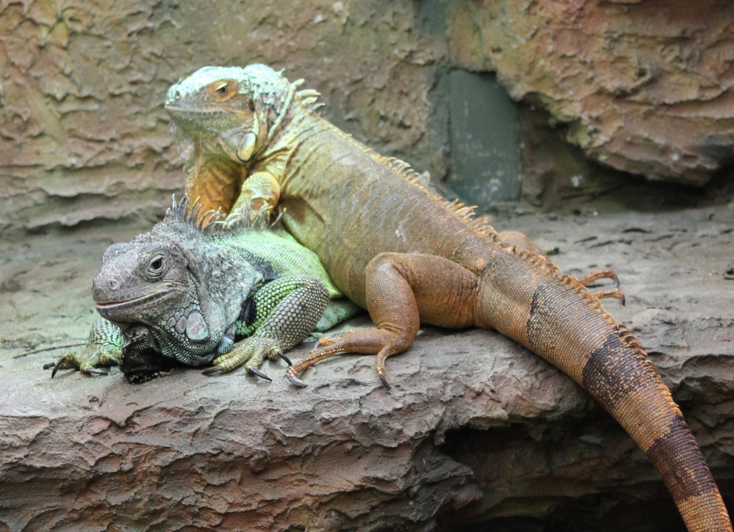 Green iguanas