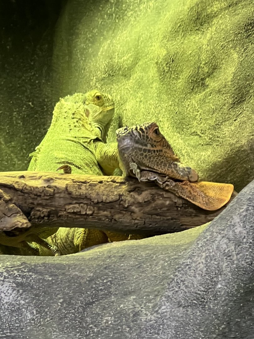 Green Iguanas