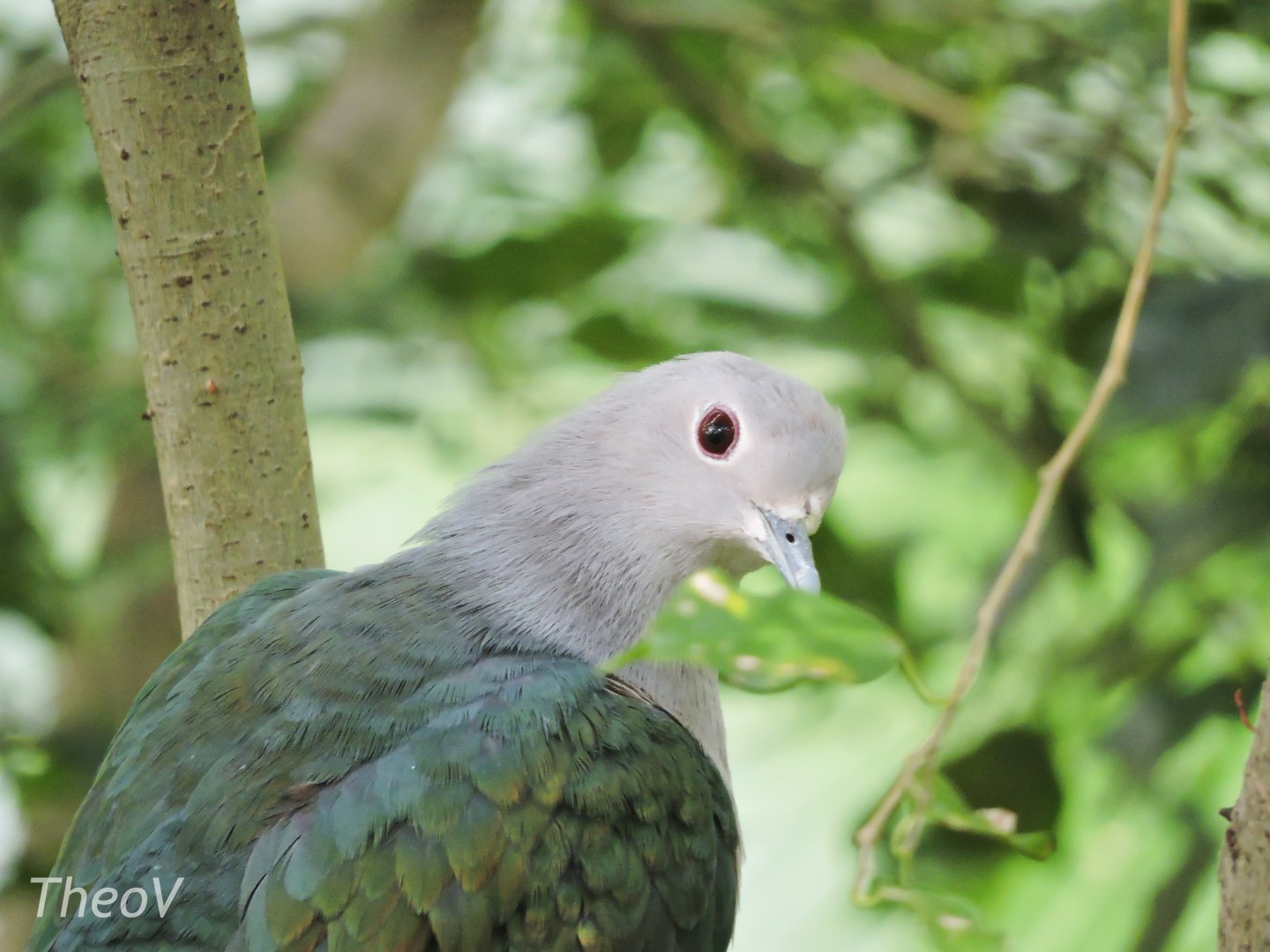 Green imperial pigeon [2016]