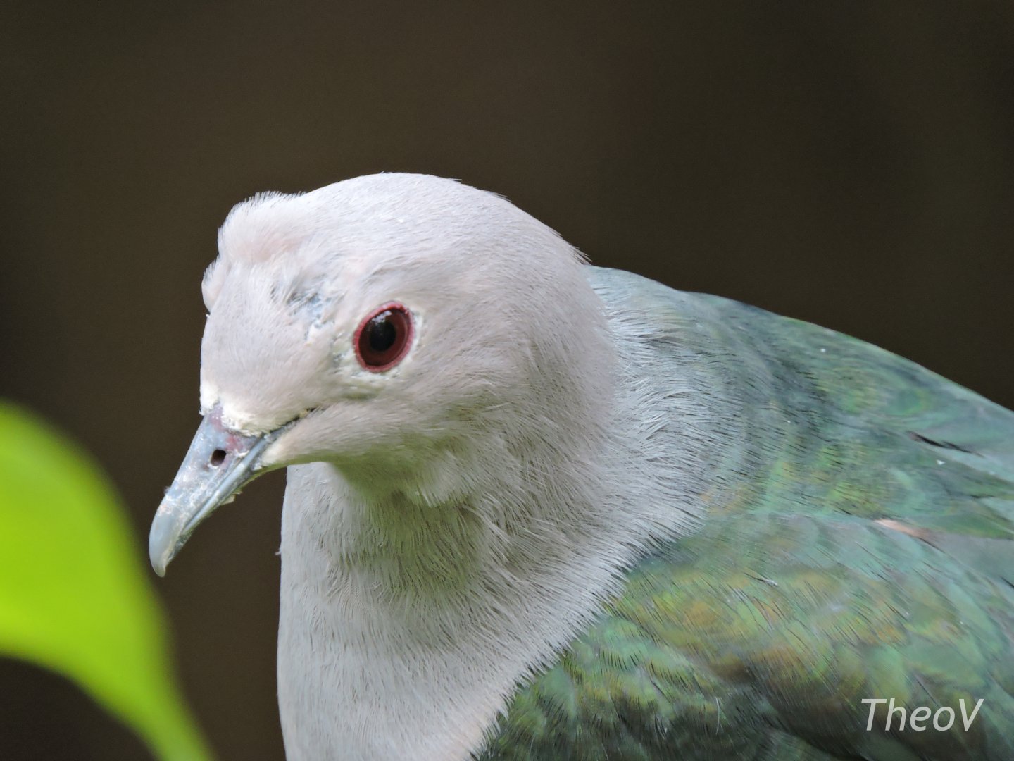 Green imperial pigeon [2016]