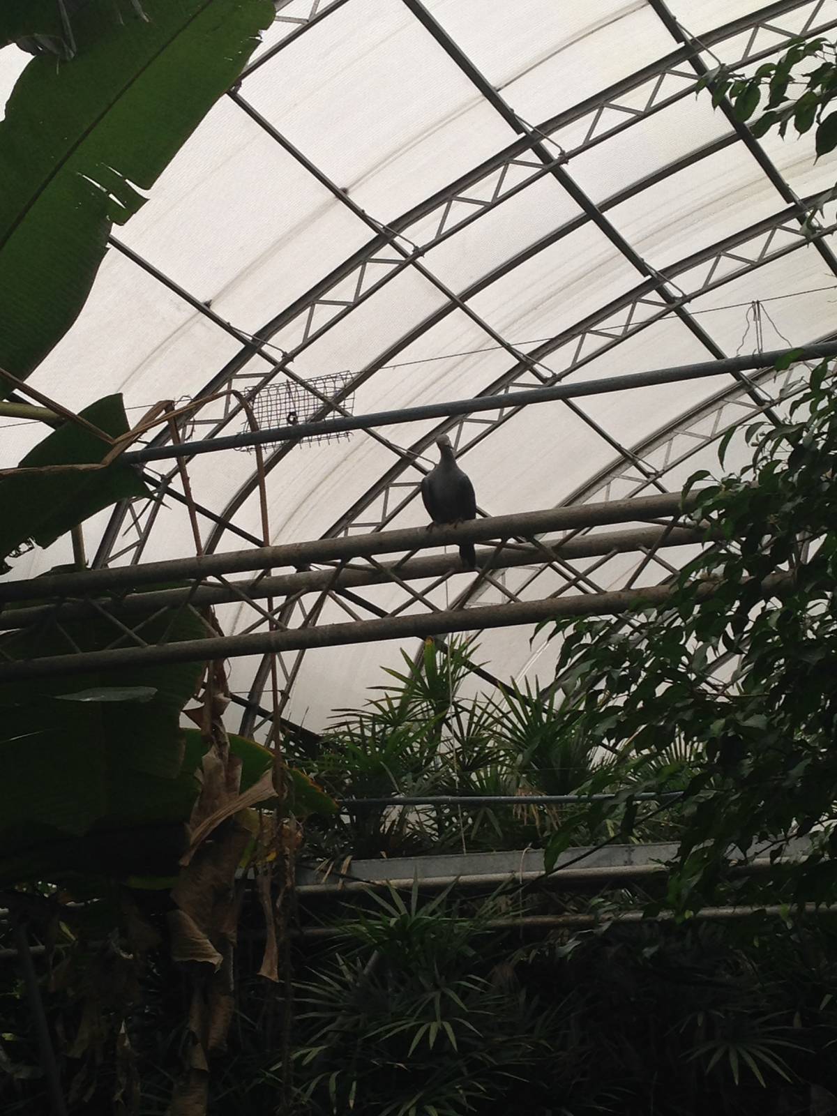 Green Imperial Pigeon at Tropical World - 02/10/2013