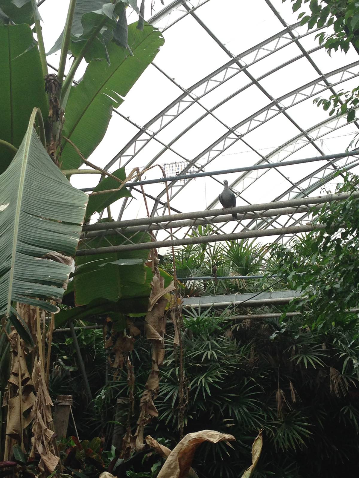 Green Imperial Pigeon at Tropical World - 02/10/2013