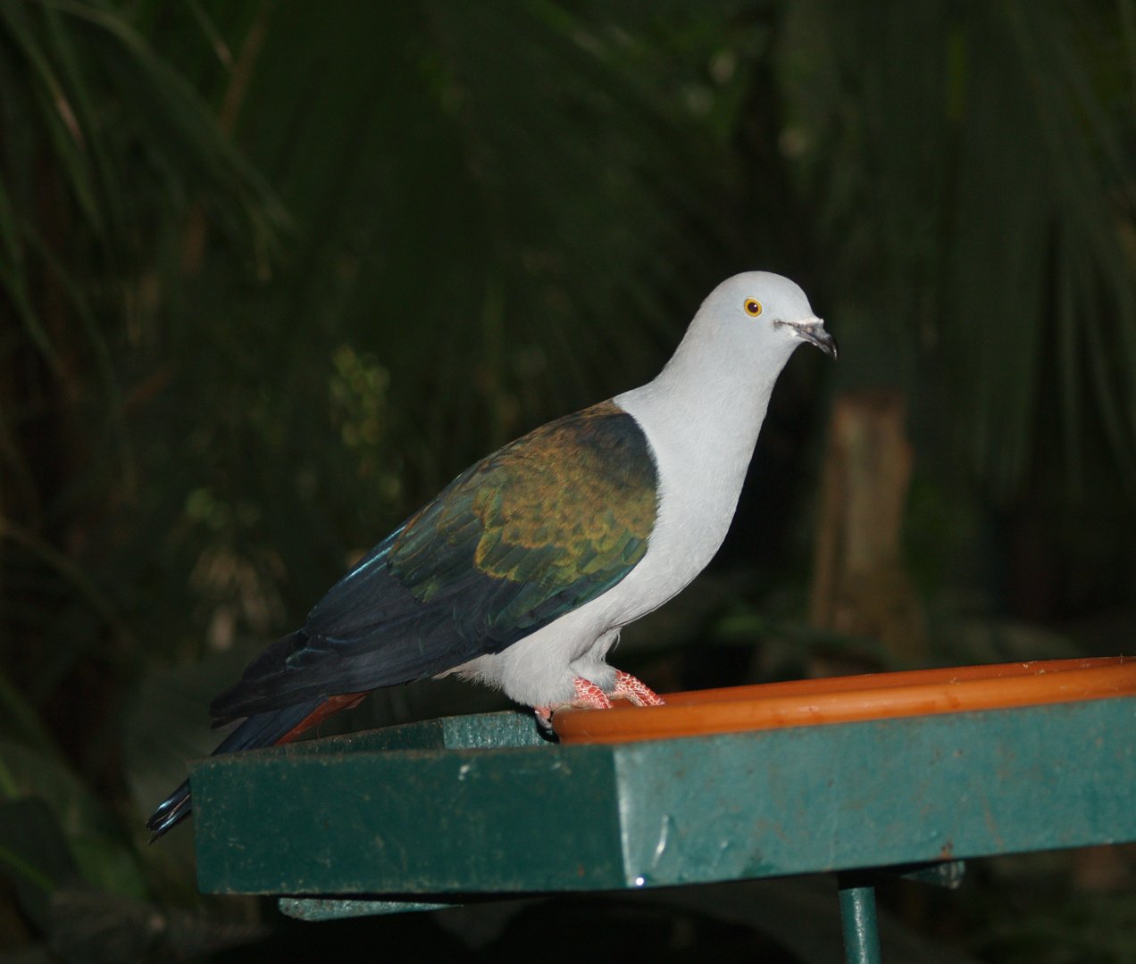 Green imperial pigeon (Ducula aenea aenea), May 2006