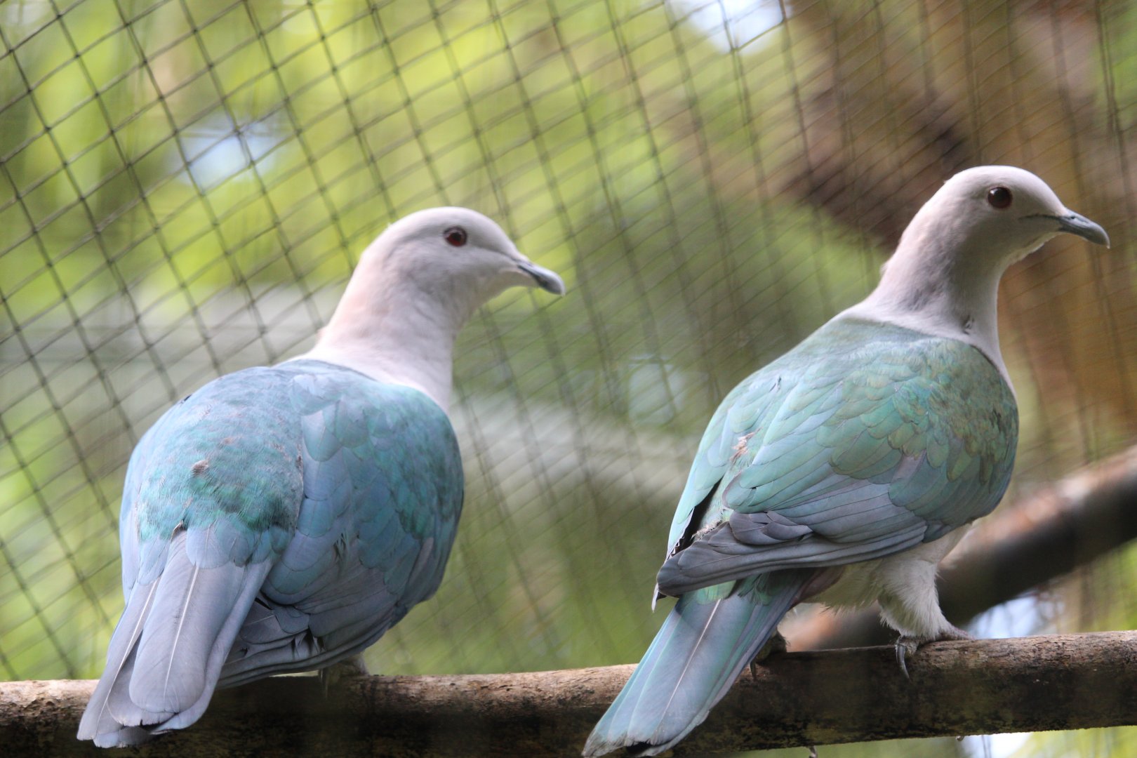 Green imperial pigeon (Ducula aenea aenea)