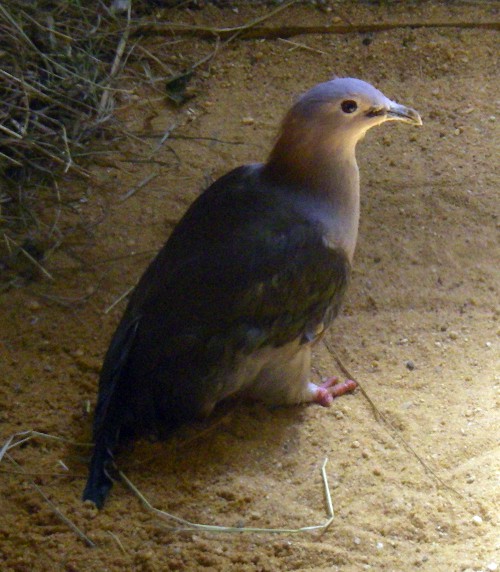 Green Imperial Pigeon (Ducula aenea)