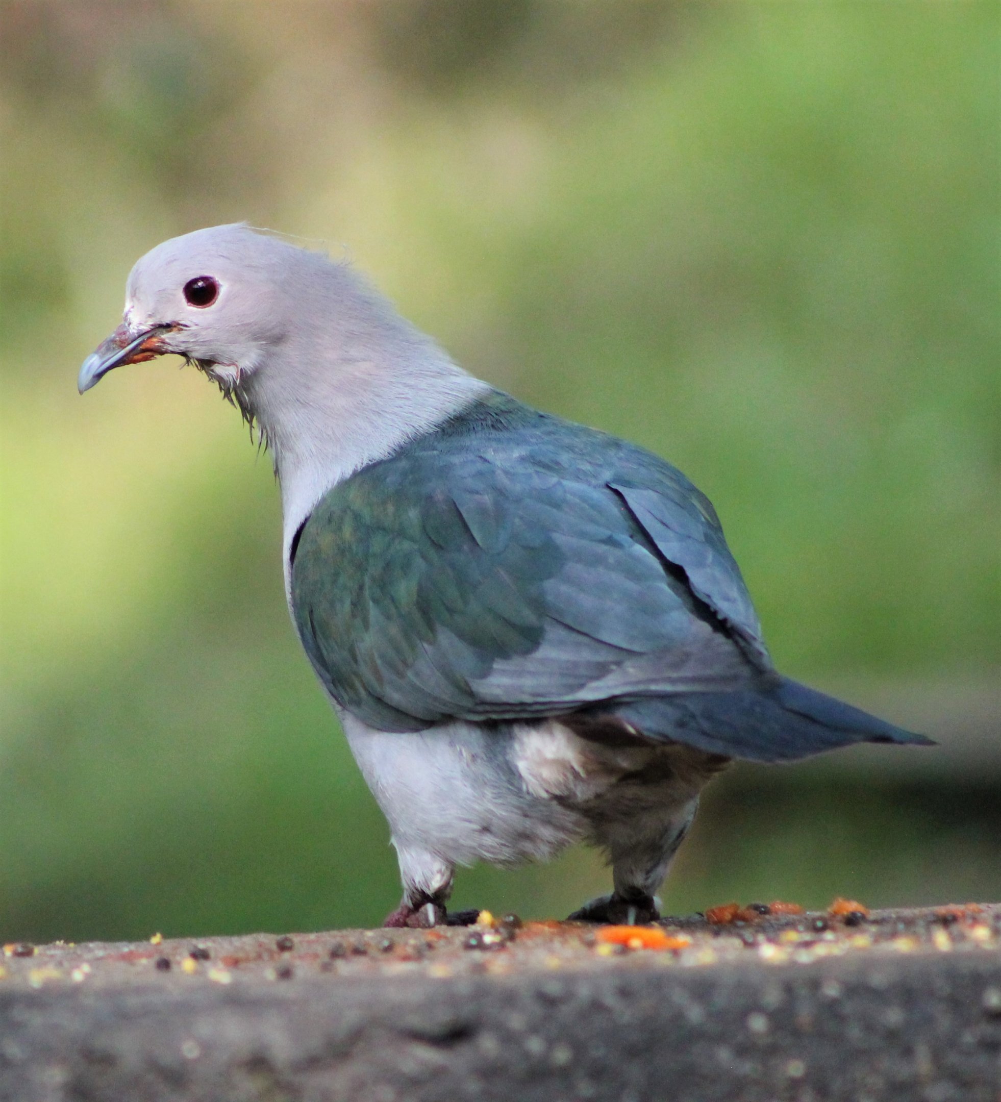 Green Imperial Pigeon (Ducula aenea)