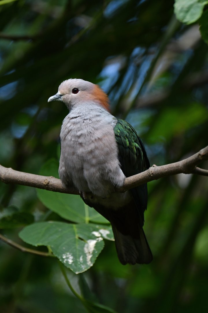 Green Imperial-Pigeon Ducula aenea