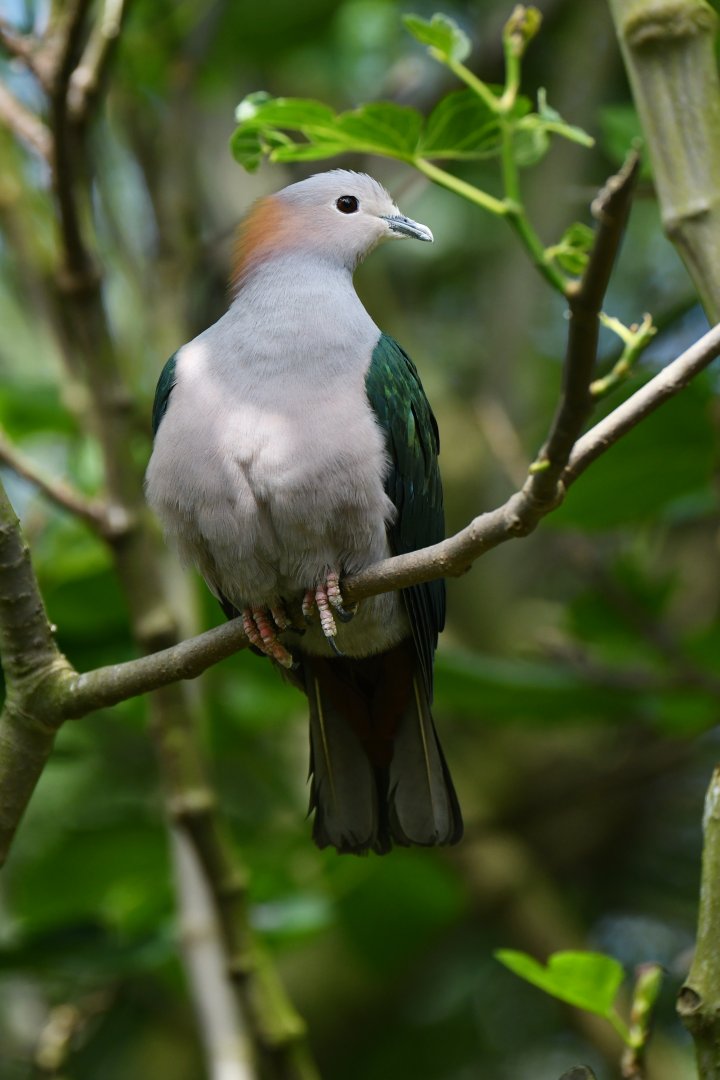 Green Imperial-Pigeon Ducula aenea