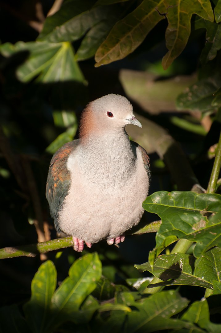 Green imperial pigeon (Ducula aenea)