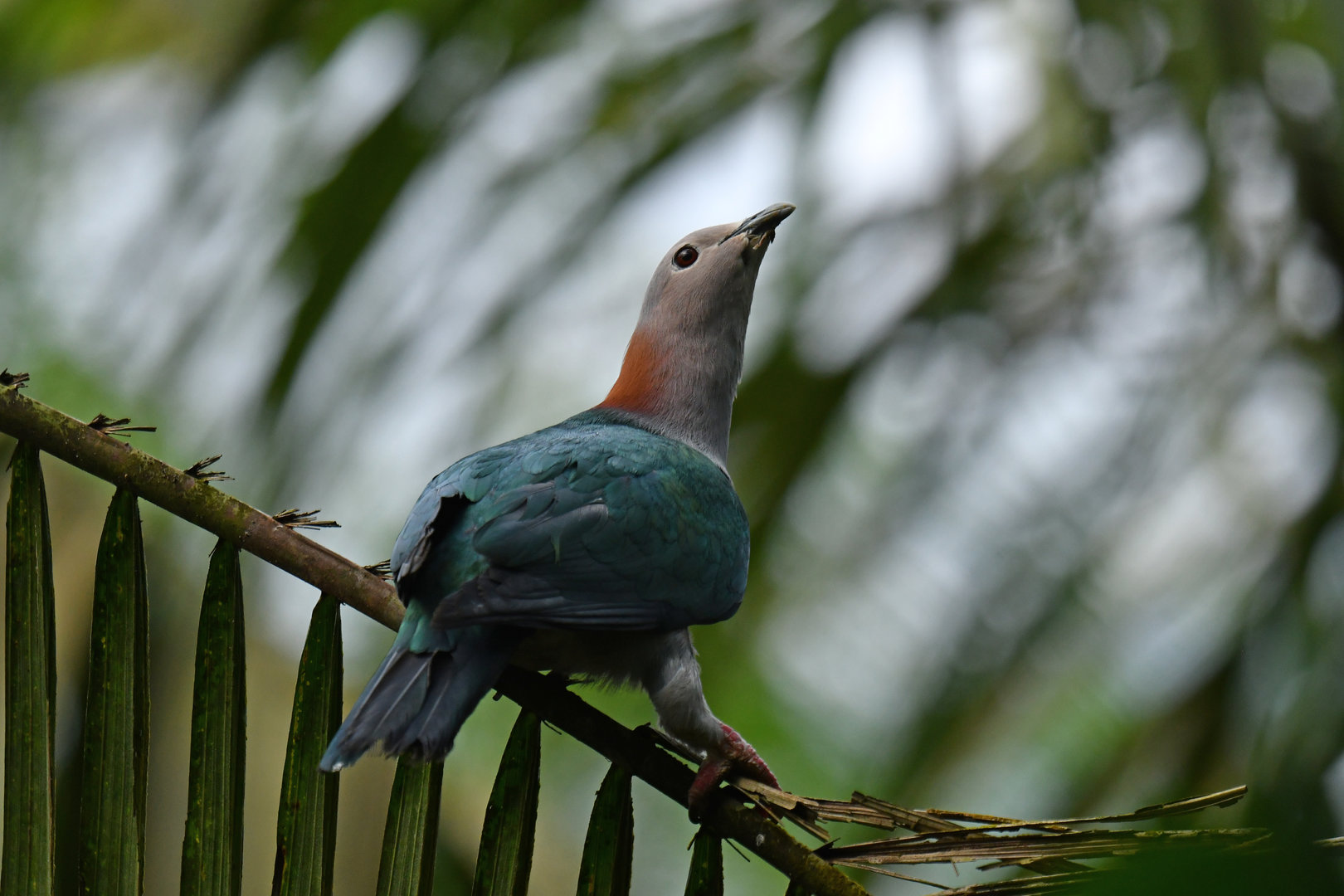 Green Imperial-Pigeon Ducula aenea