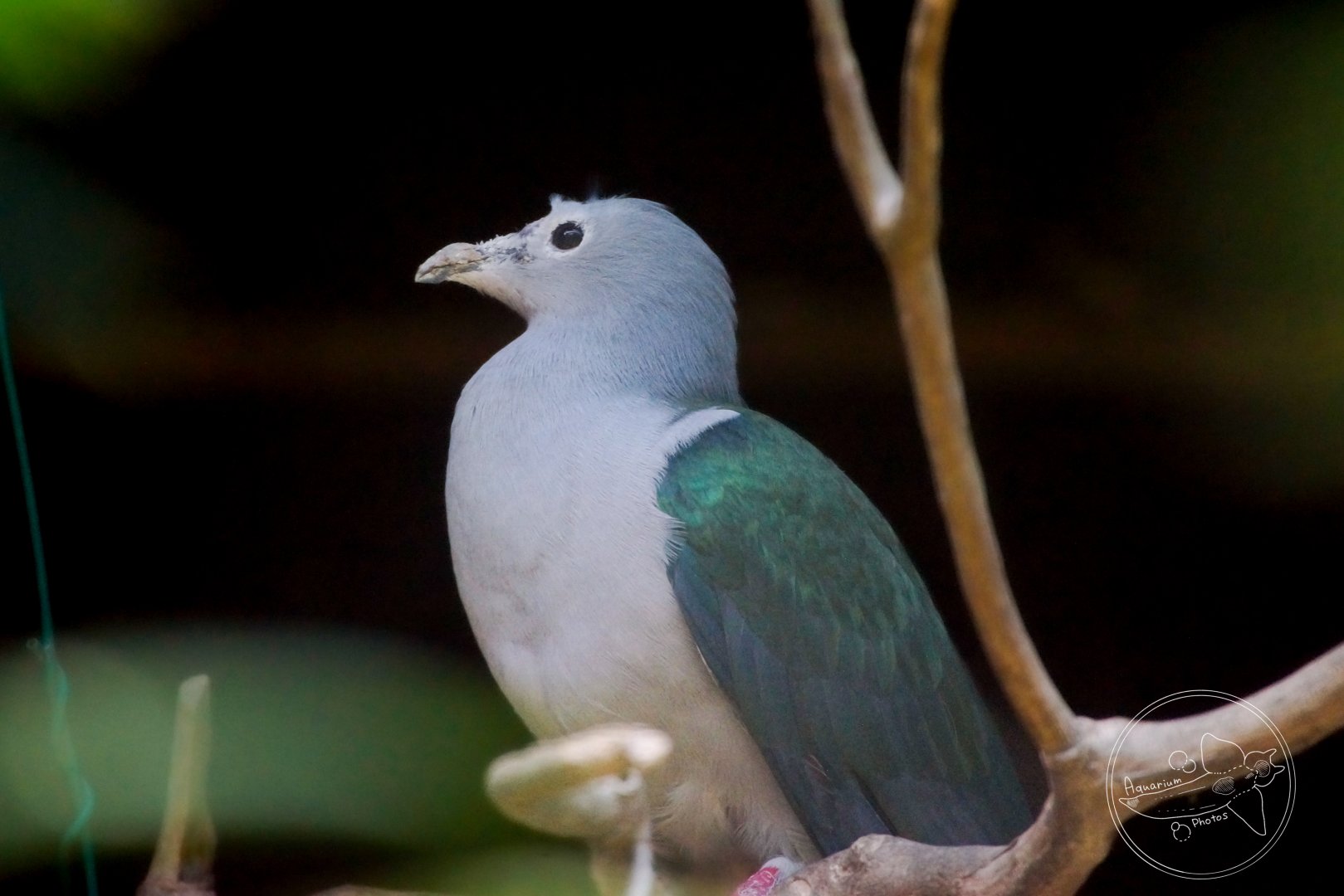 Green Imperial Pigeon (Ducula aenea)