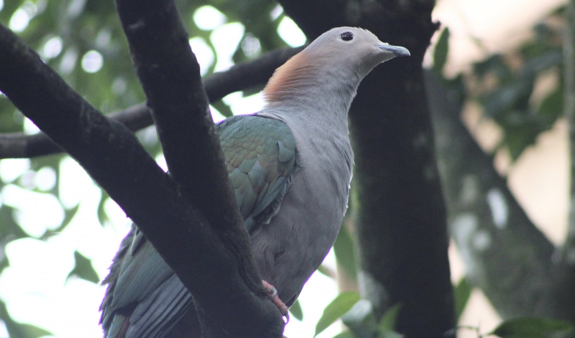 Green Imperial Pigeon (Ducula aenea)