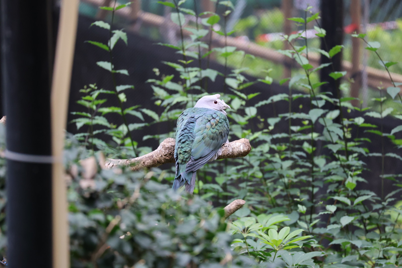 Green imperial pigeon (Ducula aenea)