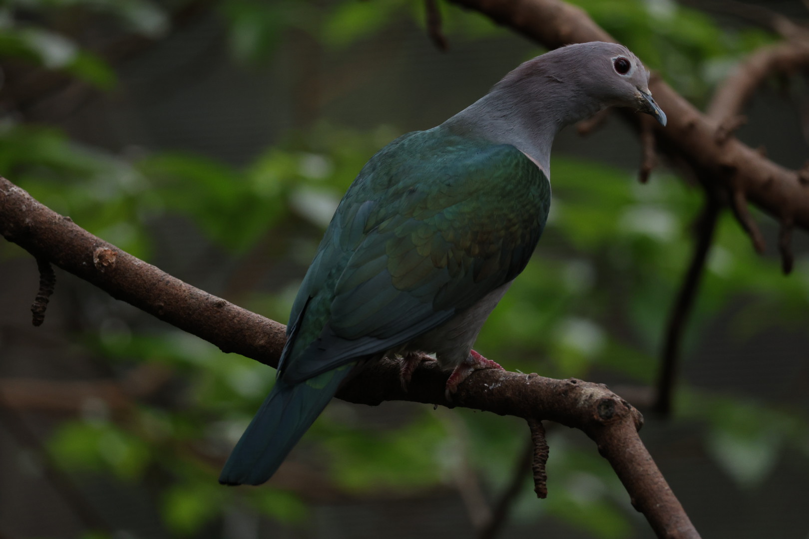 Green imperial pigeon (Ducula aenea)