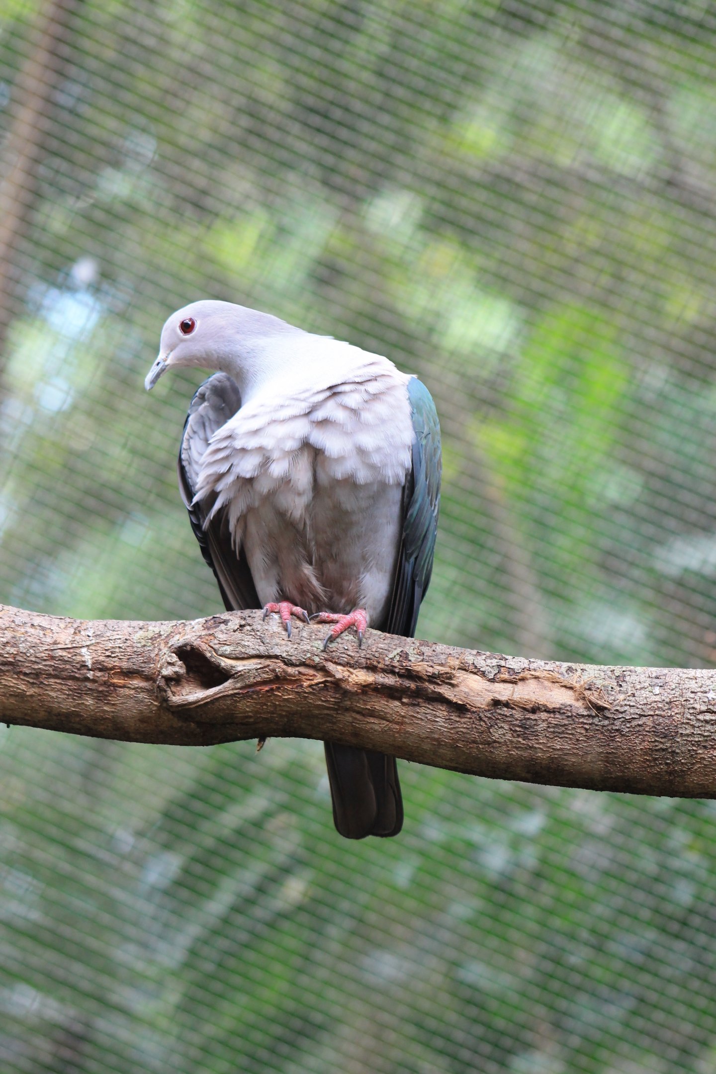 Green Imperial Pigeon (Ducula aenea)
